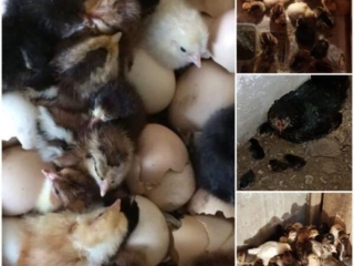 Ross Beach Family Farmhouse