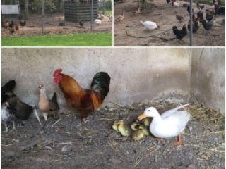 Ross Beach Family Farmhouse