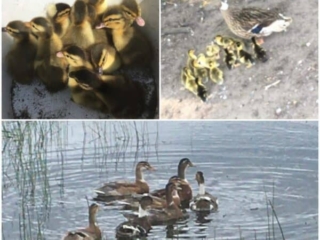 Ross Beach Family Farmhouse