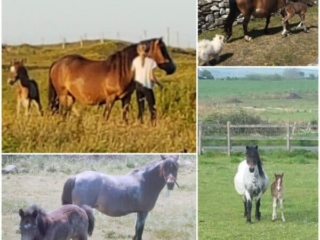 Ross Beach Family Farmhouse