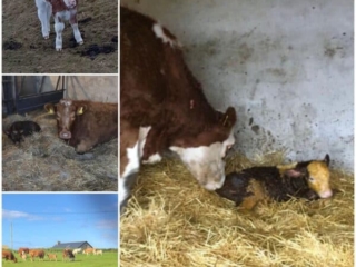 Ross Beach Family Farmhouse