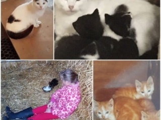 Ross Beach Family Farmhouse